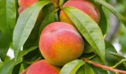  पूर्वांचल में आड़ू की खेती के खुले नए रास्ते, कृषि विवि में शोध से बदलेगी बागवानी की तस्वीर