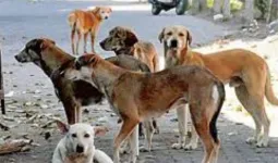 भदोही में आवारा कुत्तों के अटैक का 52 हॉटस्पॉट चिंहित,  बच्चों-बुजुर्गों की सुरक्षा के लिए प्रशासन अलर्ट, स्कूलों में तैनात होंगे नोडल शिक्षक