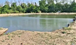 Uttrakhand : टांडा रेंज के डिमरी ब्लॉक में बने तालाब में हाथी कर रहे मौज मस्ती
