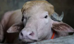 Bakra Eid 2026: बकरीद पर नहीं दी जाएगी ''डोनाल्ड ट्रंप'' नाम के भैंसे की कुर्बानी, बांग्लादेशी अधिकारियों ने इस वजह से लिया फैसला