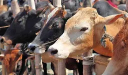 यूपी का ‘गो-इकोनॉमी’ मॉडल बना ग्लोबल ब्रांड... UK, USA ऑस्ट्रेलिया समेत 10 से अधिक देशों तक पहुंच रहे यूपी के गो उत्पाद