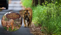 UP News: हरिद्वार में दो बाघो का शिकार, पीलीभीत में PTR प्रशासन भी हुआ अलर्ट, रखी जा रही नजर 