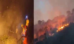 आधी रात उत्तरकाशी के जंगलों में लगी आग, पर्यावरण और वन्यजीवों को भारी नुकसान; NDRF-SDRF ने संभाला मोर्चा