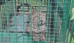Uttrakhand : कैंट क्षेत्र में पिंजरे में कैद हुआ गुलदार, लोगों ने ली राहत की सांस