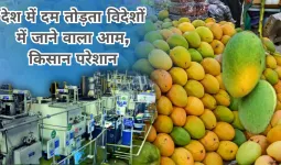 देश में दम तोड़ता विदेशों में जाने वाला आम, किसान परेशान... जानें आखिर क्या है VHT जो बना नुकसान की वजह