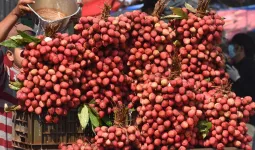पहली बार खाड़ी देश पहुंची होशियारपुर की लीची,  पंजाब से ओमान 500 किलो का एक्सपोर्ट 