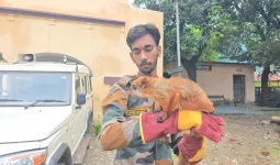  12 साल बाद बड़ा कौतूहल :  रामनगर के जंगल में अचानक दिखी उड़ने वाली गिलहरी