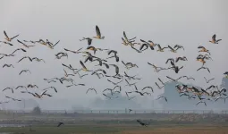 Bareilly News : प्रवासी पक्षियों को मिलेगा नया आशियाना, 10 स्थानों पर विकसित होंगे प्राकृतिक ठिकाने