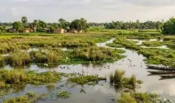 Bareilly News : बरेली में परदेसी पक्षियों के लिए 50 हेक्टेयर में तैयार किए जाएंगे प्राकृतिक ठिकाने 
