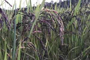 लौट रही है ‘काला नमक’ धान की खुशबू, रकबे में आया जबरदस्त उछाल