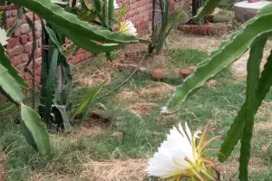 शाहजहांपुर: किसान ने किया कमाल, शुरू की औषधीय गुण से युक्त ड्रैगन फ्रूट की खेती