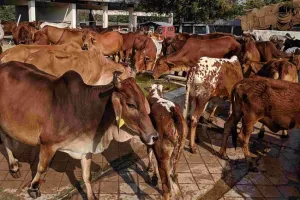 बिजनौर में श्रीकृष्ण गौशाला की महिलाएं लिख रहीं आत्मनिर्भरता की इबारत