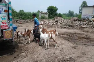 शाहजहांपुर: बकरीद पर आधे दाम में भी नहीं बिक रहे बकरे