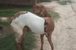 बरेली: बाजार से ज्यादा ऑनलाइन बिक रहे कुर्बानी के बकरे