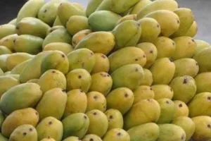 अब साल भर लीजिए दशहरी, आम्रपाली जैसे आमों का मजा