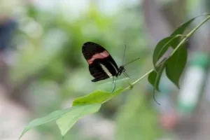 उप्र: गोरखपुर में जल्द सजेगा तितलियों का रंग-बिरंगा संसार
