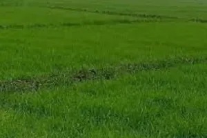 बरेली: कृषि भूमि कामर्शियल दिखा हड़पा मुआवजा, दो अफसरों पर कार्रवाई की तैयारी