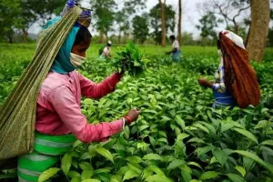 चाय बागान के श्रमिकों को 20 प्रतिशत बोनस देगी असम सरकार