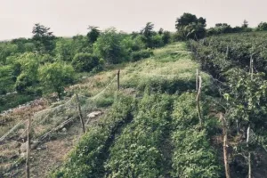 बरेली: अब बागवानी से बदलेगी किसानों की किस्मत