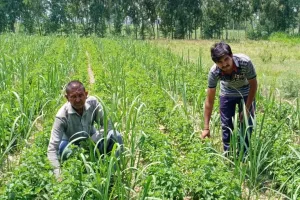 बरेली: यूरिया, कीटनाशक जमीन को बना सकते हैं बंजर