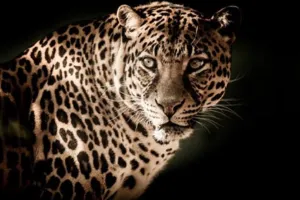 बरेली: सात साल की मासूम को उठा ले गया तेंदुआ