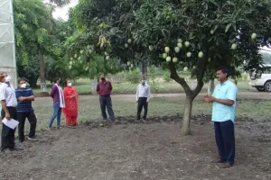 पंतनगर: सितंबर में भी मिलेगा आम का मजा, वैज्ञानिकों ने तैयार की नई प्रजाति