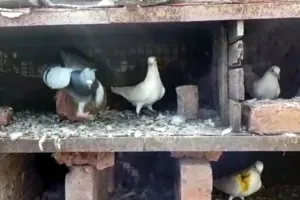 बागपत: थूकने पर टोका तो युवक ने पड़ोसी के 11 कबूतर मार डाले