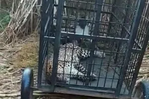 बरेली: पिंजड़े में कैद हुआ आदमखोर तेंदुआ