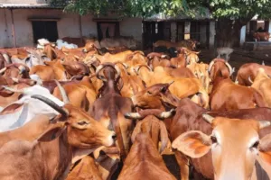 यूपी में मार्च 2021 तक 5.2 करोड़ पशुओं की होगी जिओ टैगिंग