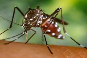 बरेली: डेंगू के डंक पर स्वास्थ्य विभाग सतर्क, डोमेस्टिक ब्रीडिंग चेकर्स तैनात