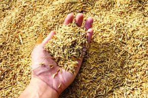 बरेली: कल्याण निगम के चार क्रय केंद्र होंगे बंद, एनसीसीएफ के चार नए केंद्र खुले