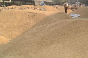 बरेली: तीन राइस मिलों पर बैठी जांच, 1100 से 1200 रुपये में खरीदा धान