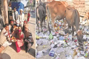 मुरादाबाद: गोपाष्टमी पर एक तरफ पूजा, दूसरी तरफ भटकती रहीं गायें