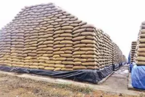 बरेली: खुले में मिला हजारों क्विंटल धान, एडीएम प्रशासन ने केंद्र प्रभारियों को लगाई फटकार