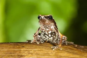 पेड़ों पर रहने वाली मेंढक की नई प्रजाति मिली, रखा ये नाम