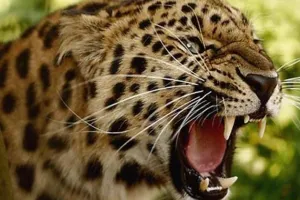 बरेली: अब आलोक नगर में तेंदुए का शोर, कत्था फैक्ट्री की ओर भागा