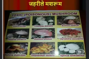 मशरूम की कुछ प्रजातियां जहरीली भी होती हैं, उन्हें न उगाएं