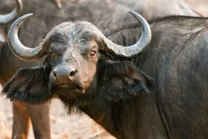 बरेली: बीन बजते ही बेकाबू हुई भैंस, बाजार में मची भगदड़