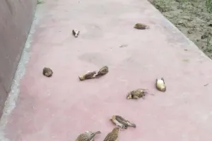 अयोध्या: बर्ड फ्लू की आशंका से लोग भयभीत, कई गौरैया पक्षियों की मौत