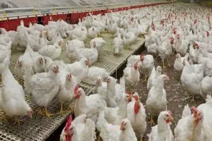 बरेली: बर्ड फ्लू की दहशत से 95 से 45 रुपये हुआ मुर्गा