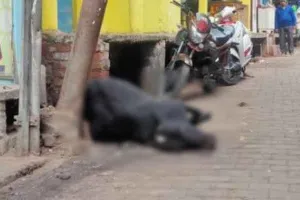 जलालाबाद: बिजली विभाग की लापरवाही ने ली गौवंशीय की जान