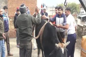 …जब तीसरी मंजिल पर चढ़ गया सांड, फिर हुआ कुछ ऐसा