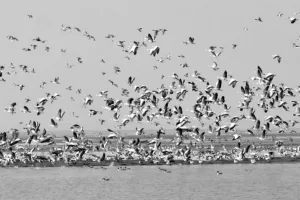 परिंदों पर कहर बनकर टूटूा बर्ड फ्लू, पौंग डैम में अब तक 4,324 प्रवासी पक्षियों की मौत