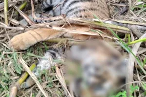 लखीमपुर खीरी: गोला वन रेंज में मिला बाघ का शव