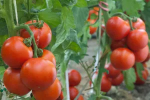 हल्द्वानी: केवल ढाई टन टमाटर ही पहुंच रहा मंडी