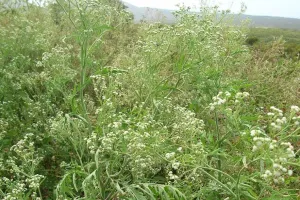 अयोध्या: … जब घासफूस के झुरमुट से अचानक आने लगी रोने की आवाज