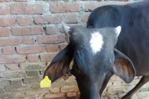 बरेली: ‘कान में टैग पड़ा तो सरकारी हो जाएगा हमारा पशु’