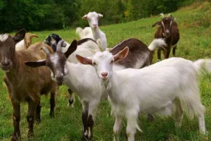 बरेली: अब भेड़-बकरी को भी लगेगा खुरपका और मुंहपका का टीका