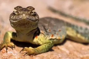 23 करोड़ वर्ष पहले जीवित सरीसृप की नई प्रजाति की खोज