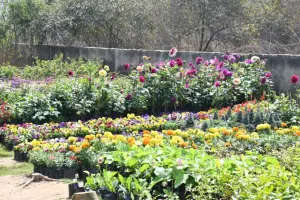 इंडोनेशिया, स्पेन, थाईलैंड, अमेरिका के फूल व पौधों से सजा रहे गार्डन